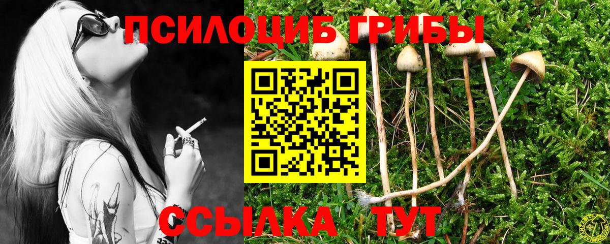 Галлюциногенные грибы Psilocybine cubensis Гатчина
